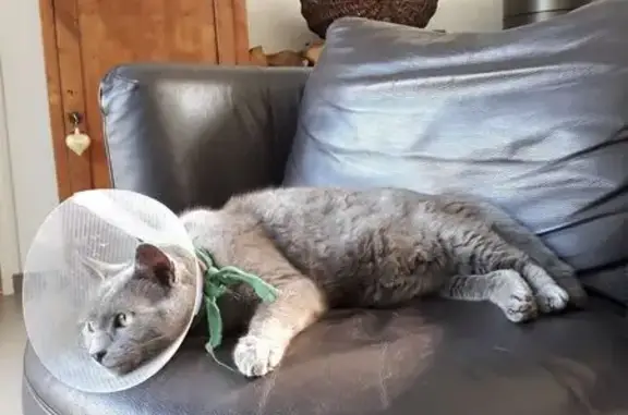 Chat perdu à Épernon : Grisbouille gris - photo