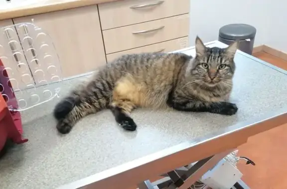 Animaux perdus Valdahon, photo: Chat tigré gris perdu à Valdahon