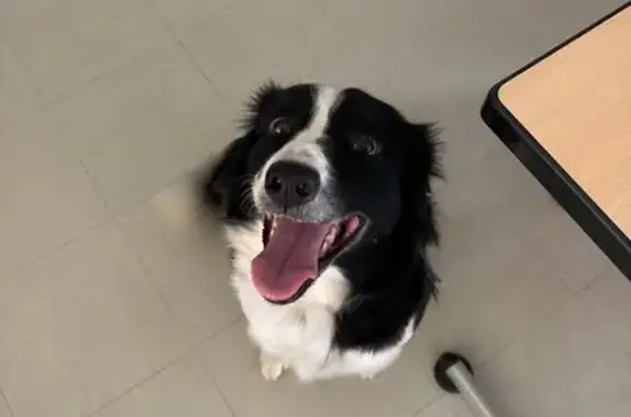 Border collie trouvé à Annonay - photo