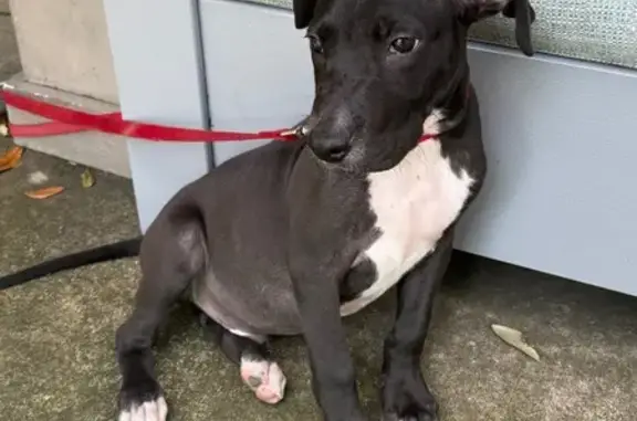 Found dog Houston, photo: Found Dog: Red Collar, Lab-Pit Mix