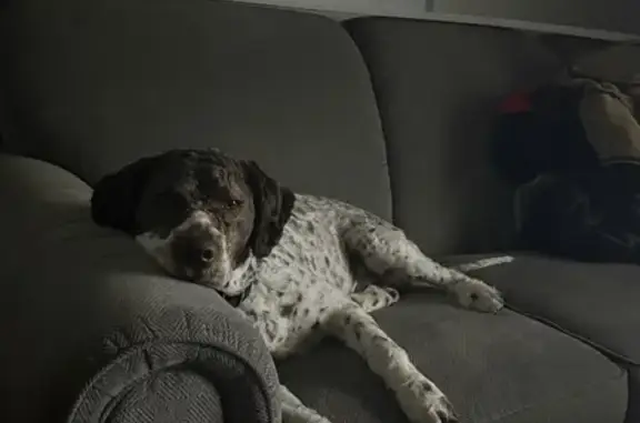 Lost Dog: Spotted on Iverness Drive