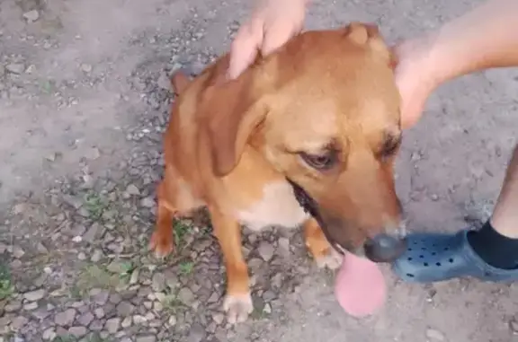 Chien marron trouvé à Condé-sur-Seulles - photo