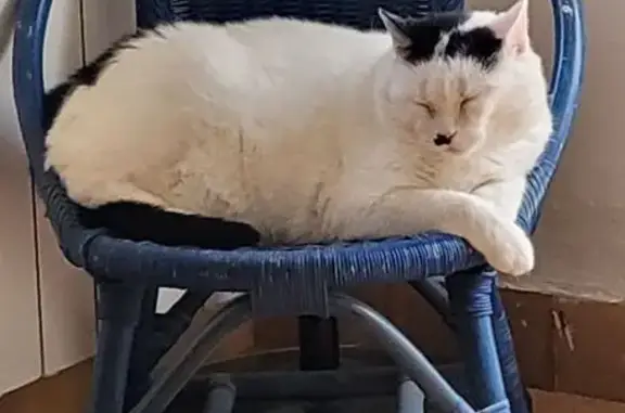 Chat perdu : Flocon, blanc et noir, 9 ans - photo