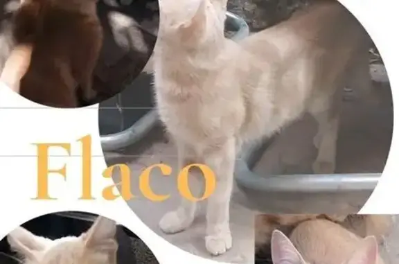 Gato Naranja Perdido en Guadalajara: Ayuda