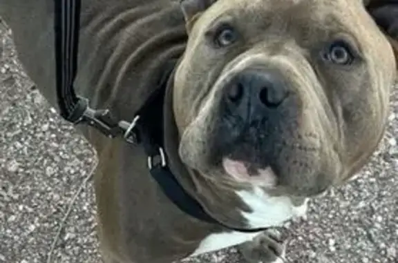 Lost Brown Pit Bull: Needs Meds Urgently