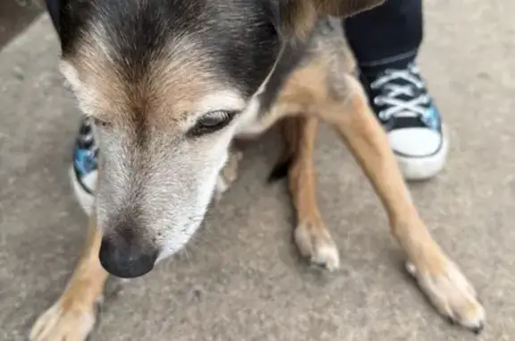 Lost Senior Dog: Black & Brown, OKC