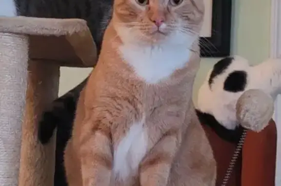 Lost Cat on North Poplar St, 314