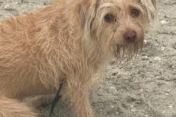 Friendly Lost Dog: Green Eyes, Red Hair