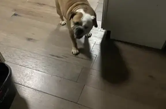 Lost Bulldog Bella - Moeller Rd, FW