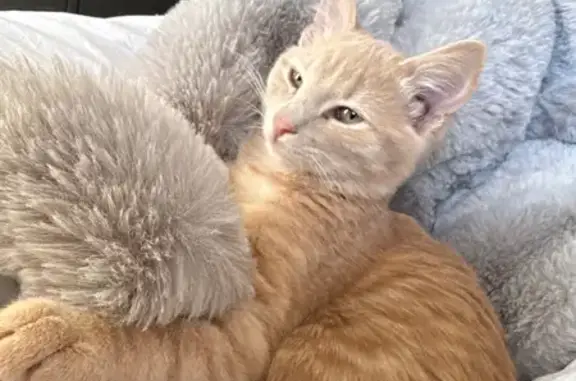 Missing cat Des Moines, photo: Lost Tan Kitten: East 22nd, Des Moines