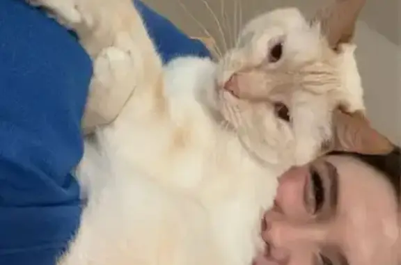 Lost Fire Point Siamese in Ballwin