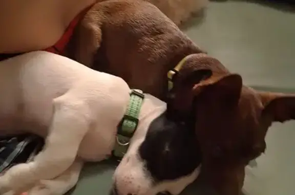 Lost Dog in Stockton: Unique 6-Toed Pup