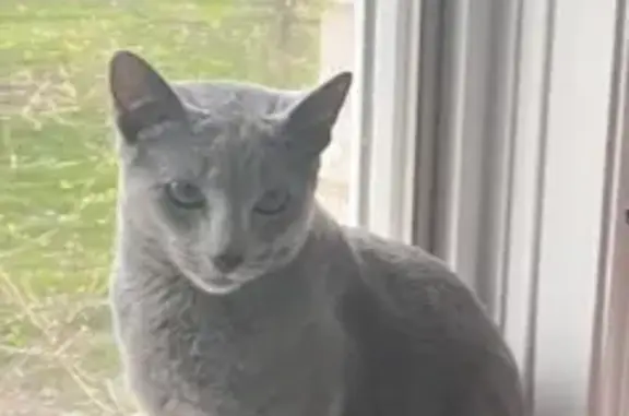 Lost Gray Russian Blue Cat in Burr Ridge