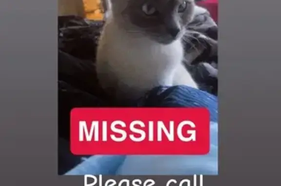 Lost and found pets Pueblo, photo: Lost Cat: White & Gray, Pink Bow Collar