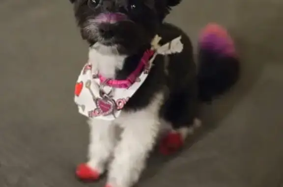 Lost: Tiny Black & White Dog, Pink Tail
