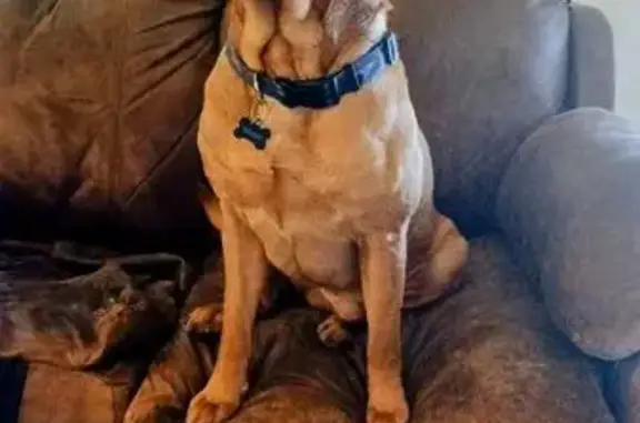 Lost Dog: Brown with Red Tint & Blue Collar
