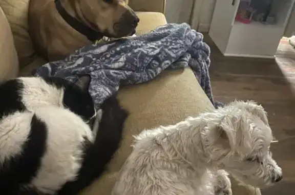 Lost Dog in Conway: Help Find Him!