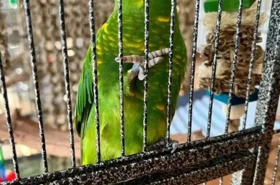 Friendly Bird Found in Melbourne, VIC