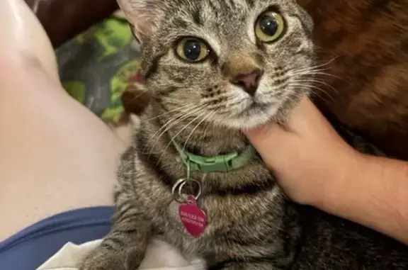 Lost Gray Tabby Cat: Rosie in Athens
