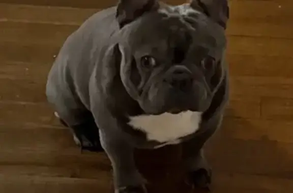 Lost Hyper French Bulldog in Savannah