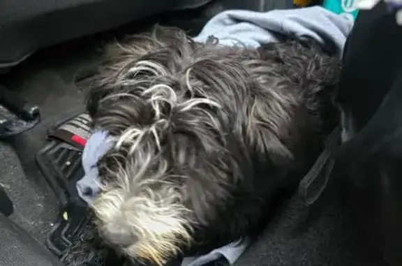 Perro Pequeño Encontrado en Ermita Iztapalapa