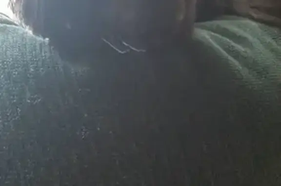 Lost Shih Tzu: East Nicodemus Road