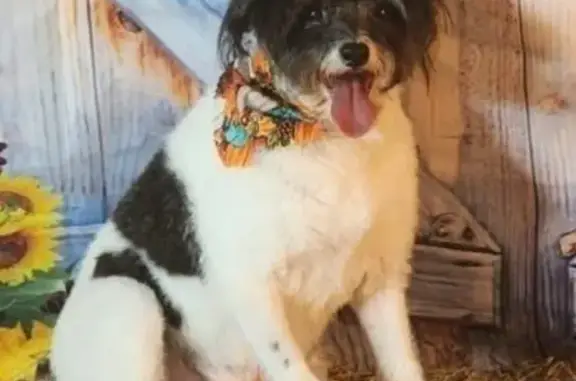 Lost: Friendly 17-Year-Old Dog in Diamondhead