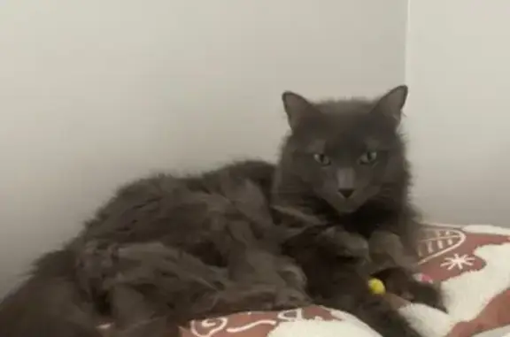 Lost pets Haverhill, photo: Lost Grey Cat: Edgehill Rd, Haverhill