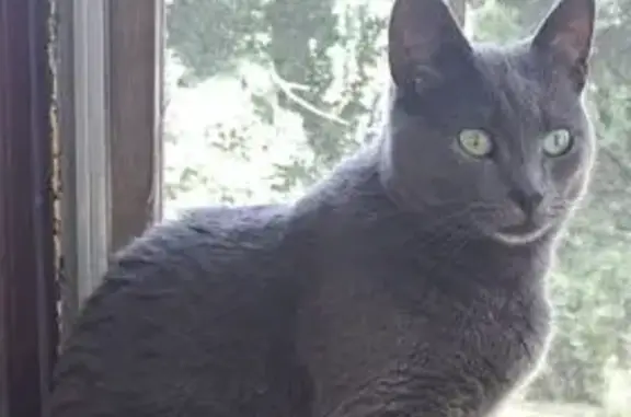 Lost and found pets New Britain, photo: Lost Grey Cat, Green Eyes, Governor St.