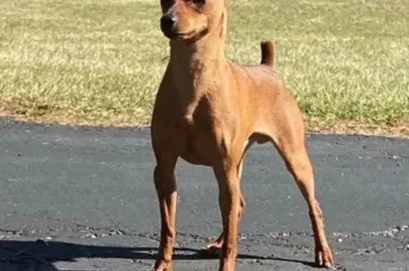 Lost Red: Miniature Pinscher in DuBois