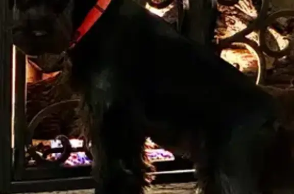 Lost Black Schnauzer Near Sotherloch Lake