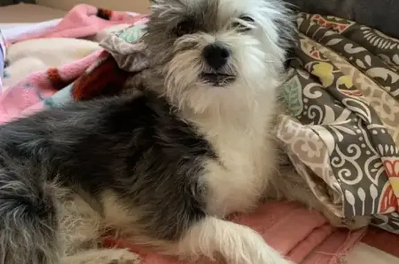 Lost: Small Black & White Dog, Littlerock