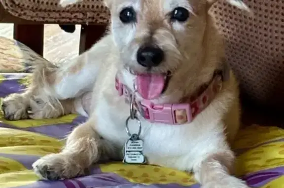 Lost Schnauzer/Terrier Mix in Decatur