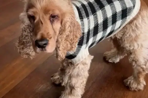 Lost Cocker Spaniel: Help Find Her!