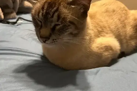 Lost Cat: White & Brown, Seffner Area