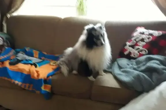 Lost Sheltie on South Pine Ave, Newaygo