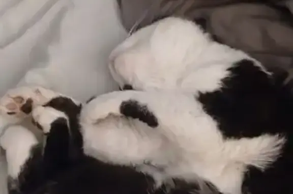 Lost Friendly Cat on Benton St, Anoka