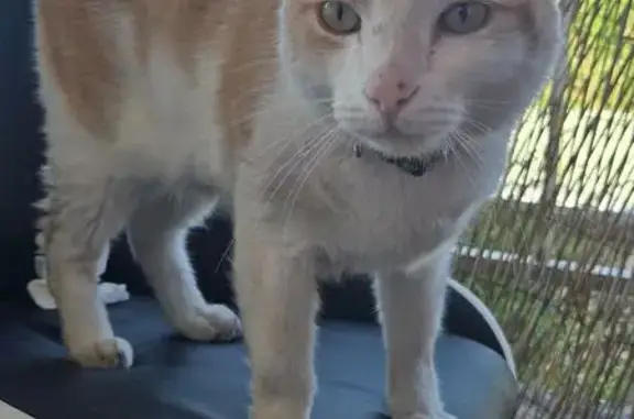 Animaux trouvés Villiers-sur-Marne, photo: Chat mâle blanc et roux trouvé à Villiers-sur-Marne