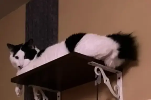 Lost Cat: White with Black Spots in Tigard