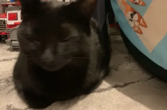 Lost Black Cat: Female, Bank Rd, Brisbane