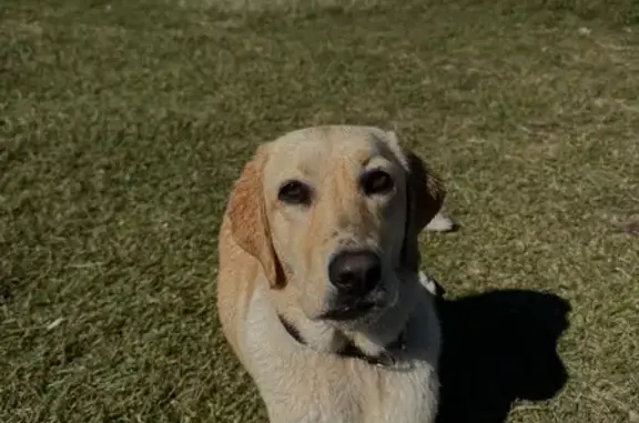 Help Find Marley: Lost Labrador X in Forest