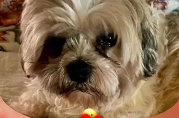 Missing dog Kalaheo, photo: Help Find Mocah: Lost Shih Tzu in Kalaheo