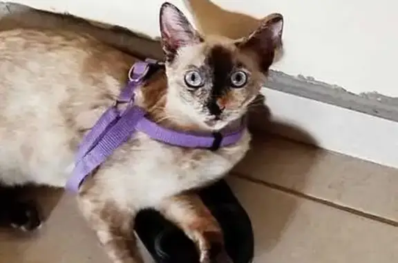 Siamés Perdido: Suckie en Navojoa