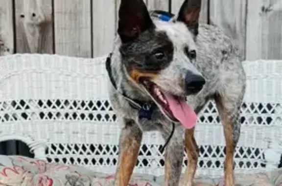 Lost Dog: Gray/Black, Eye Patch, Whittier