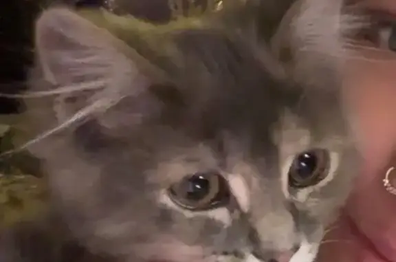 Lost: Sweet Gray-Orange Maine Coon Kitten