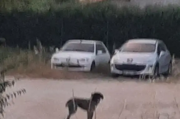Animaux trouvés , photo: Chien griffon noir blessé à La Brillanne