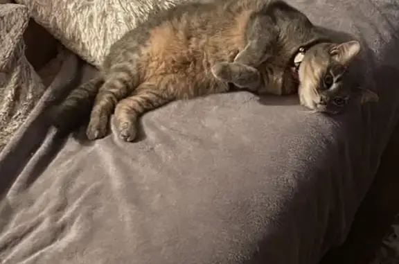 Animaux perdus , photo: Chat tigré perdu, collier rose, Chaillac