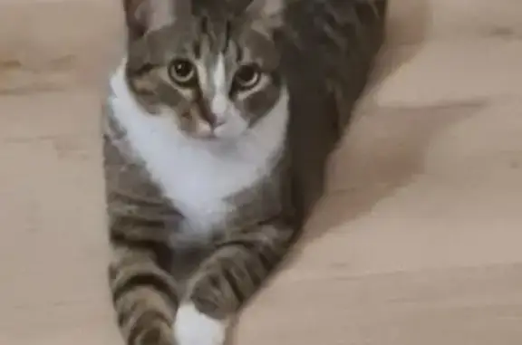 Animaux perdus Tourcoing, photo: Jeune chatte tigrée perdue à Tourcoing