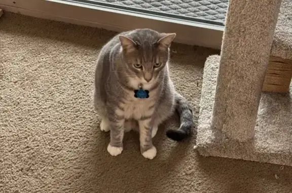 Lost Tabby in Rancho Cucamonga: Help!