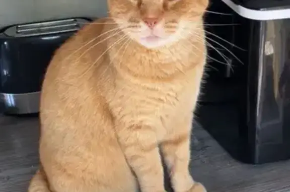 Chat perdu, , photo: Chat sociable perdu Rue de l'Église, Écot